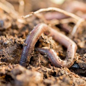 Worm Keeping in the Winter Image